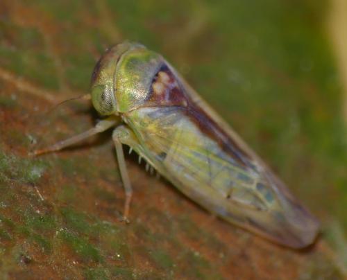 Réf. 321 343 : Viridicerus ustulatus